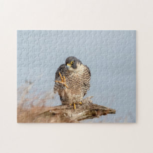 Peregrine Falcon längs Hudson River Pussel