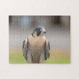 Peregrine Falcon längs Hudson River Pussel