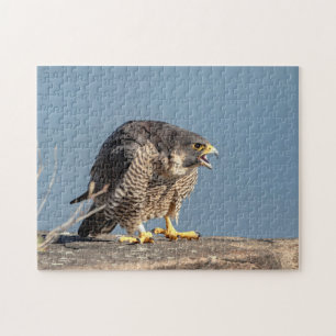 Peregrine Falcon längs Hudson River Pussel