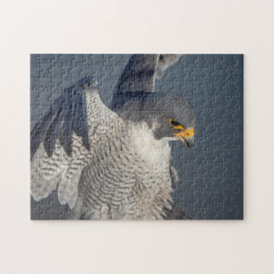 Peregrine Falcon längs Hudson River Pussel
