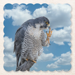 Peregrine Falcon längs Hudson River Underlägg Papper
