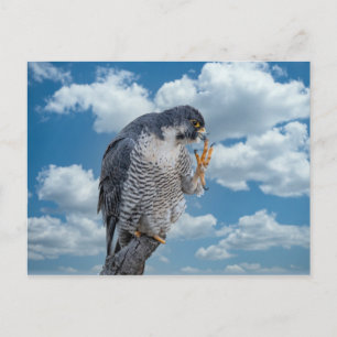 Peregrine Falcon längs Hudson River Vykort