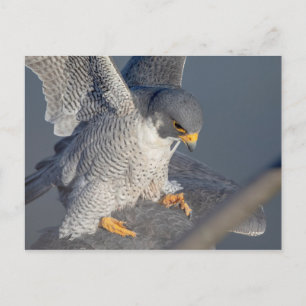 Peregrine Falcon längs Hudson River Vykort