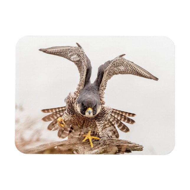 Peregrine Falcon Magnet (Horisontell)