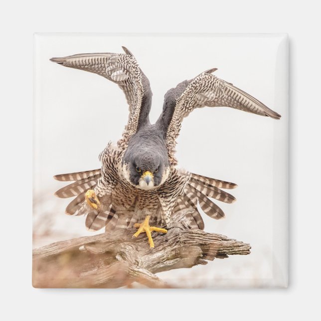 Peregrine Falcon Magnet (Framsidan)