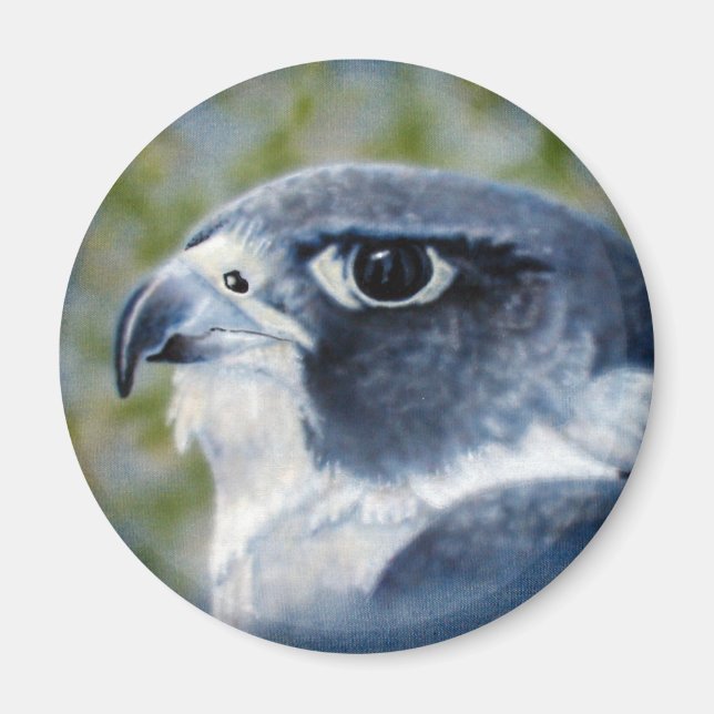 Peregrine Falcon Magnet (Framsidan)