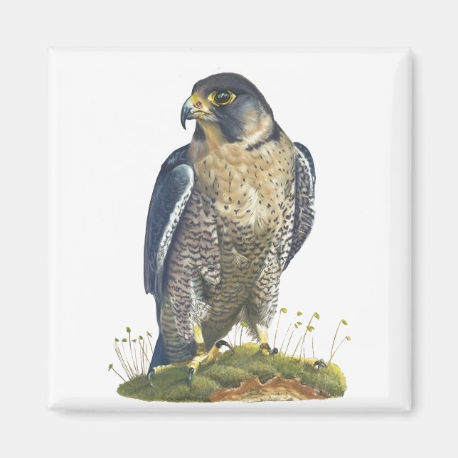 Peregrine Falcon Magnet (Framsidan)