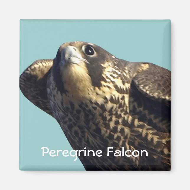 Peregrine Falcon Magnet (Framsidan)