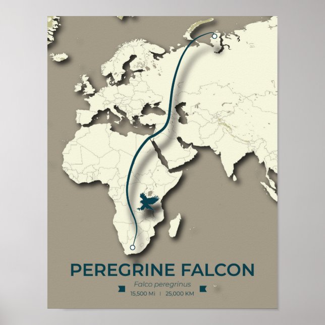 Peregrine Falcon Migration Karta - minimalistisk Poster (Framsidan)