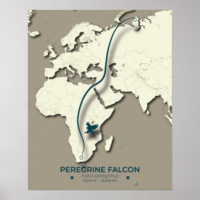 Peregrine Falcon Migration Karta - minimalistisk Poster (Framsidan)