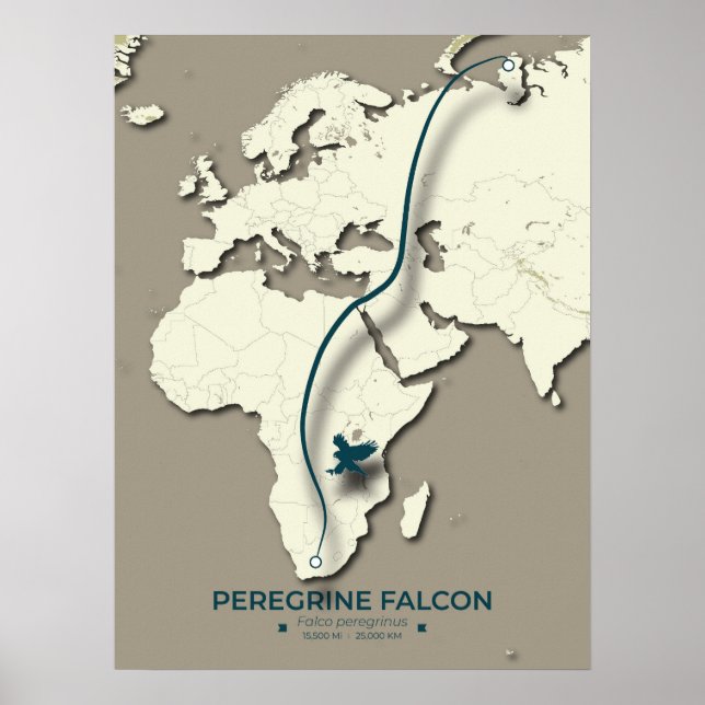 Peregrine Falcon Migration Karta - minimalistisk Poster (Framsidan)