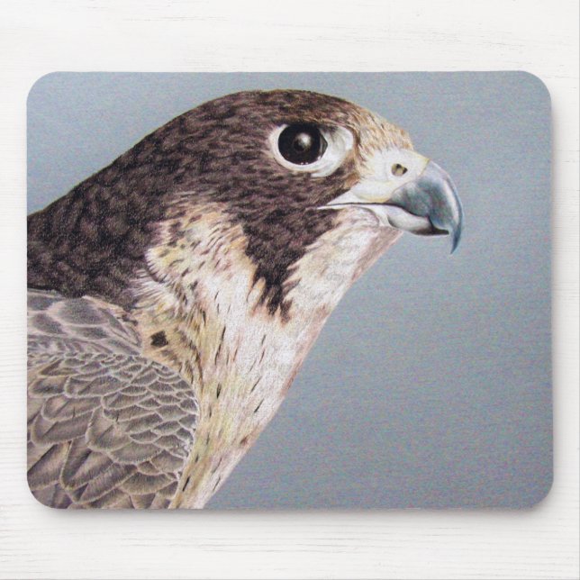 Peregrine Falcon Musmatta (Framsidan)
