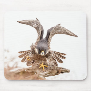 Peregrine Falcon Musmatta