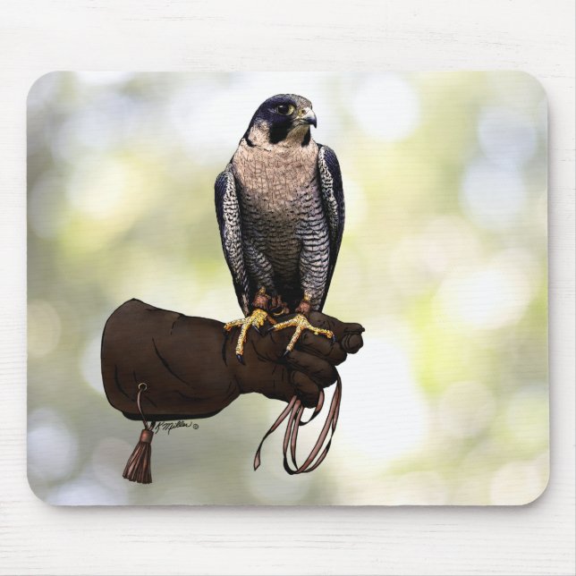 Peregrine Falcon on Glove Musmatta (Framsidan)