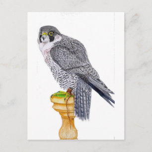Peregrine Falcon på blockvykort Vykort