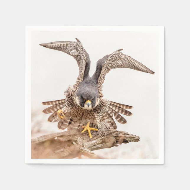Peregrine Falcon Pappersservett (Framsidan)