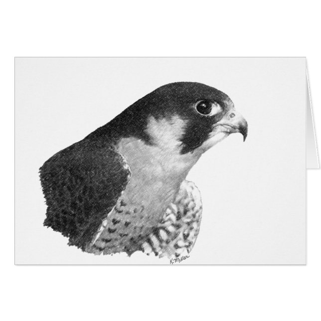 Peregrine Falcon-Pencil Hälsningskort (Framsidan Horizontal)