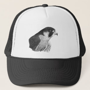 Peregrine Falcon-Pencil Keps