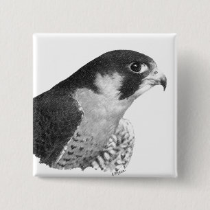 Peregrine Falcon-Pencil Knapp
