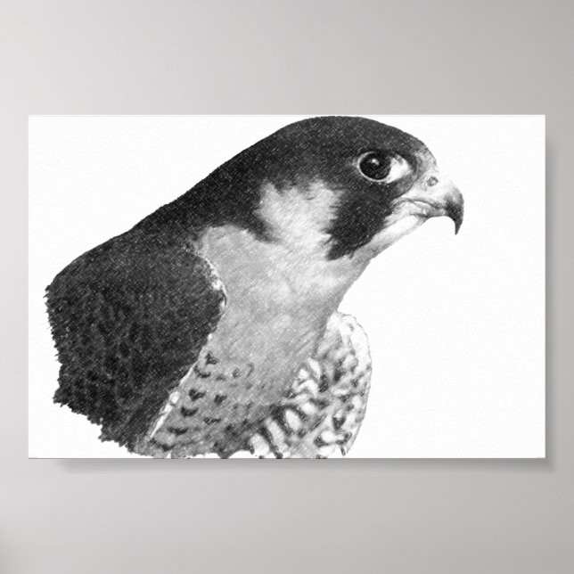 Peregrine Falcon-Pencil Poster (Framsidan)