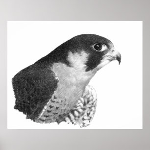 Peregrine Falcon-Pencil Poster