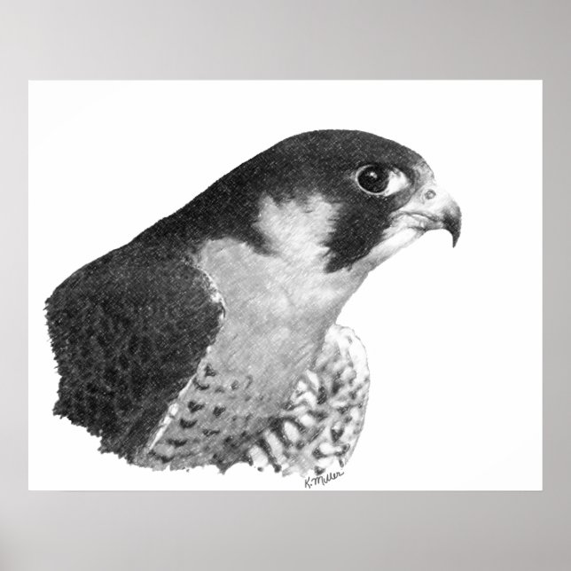 Peregrine Falcon-Pencil Poster (Framsidan)
