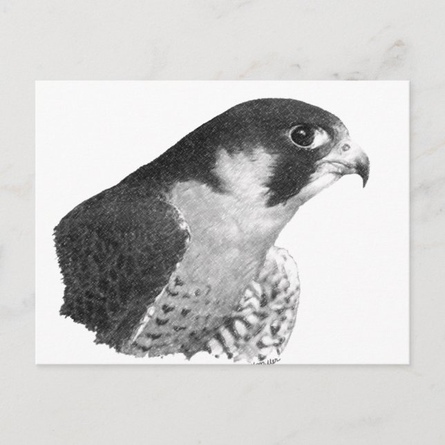 Peregrine Falcon-Pencil Vykort (Framsida)