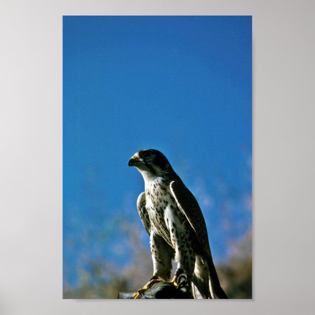Peregrine Falcon Poster (Framsidan)