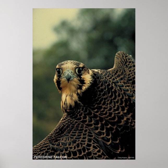 Peregrine Falcon Poster (Framsidan)