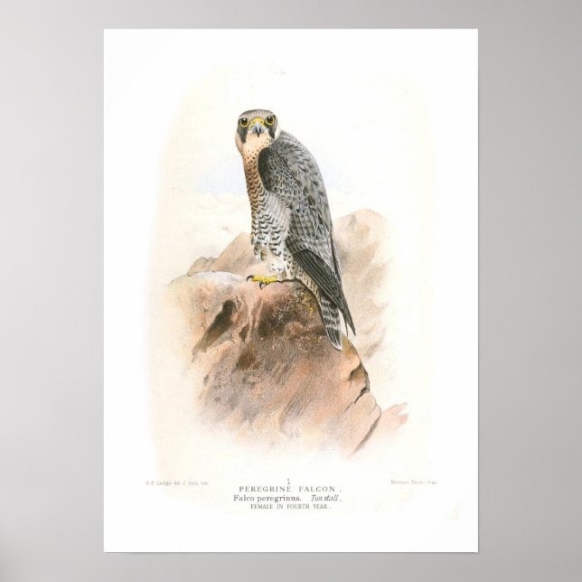 Peregrine Falcon Poster (Framsidan)