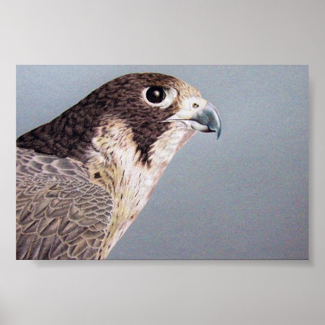 Peregrine Falcon Poster (Framsidan)