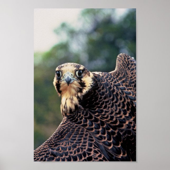 Peregrine Falcon Poster (Framsidan)