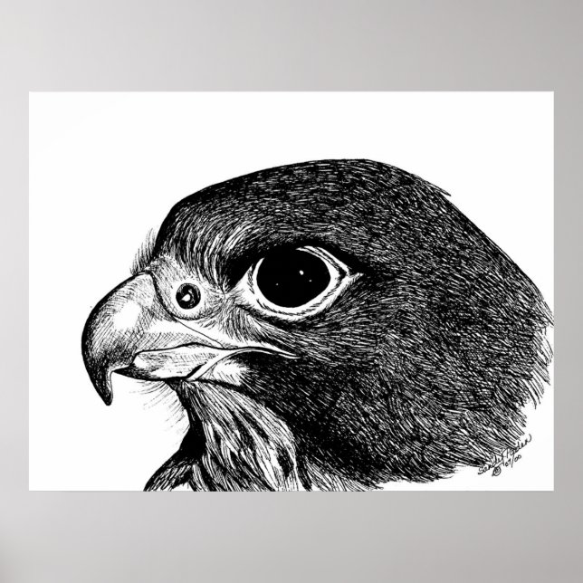 Peregrine Falcon Poster (Framsidan)