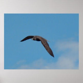 Peregrine Falcon Poster