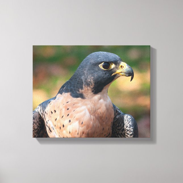 Peregrine Falcon-profil Canvastryck (Framsida)