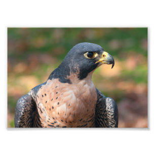 Peregrine Falcon-profil Fototryck