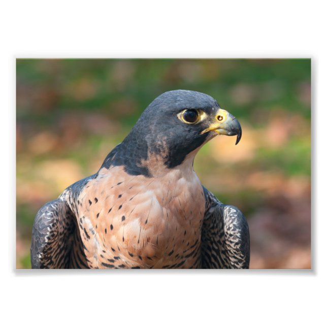 Peregrine Falcon-profil Fototryck (Framsidan)
