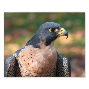 Peregrine Falcon-profil Fototryck