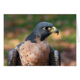 Peregrine Falcon-profil Hälsningskort