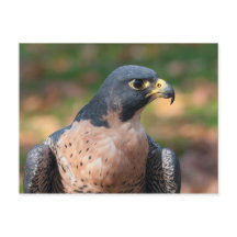 Peregrine Falcon-profil