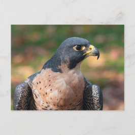 Peregrine Falcon-profil Vykort