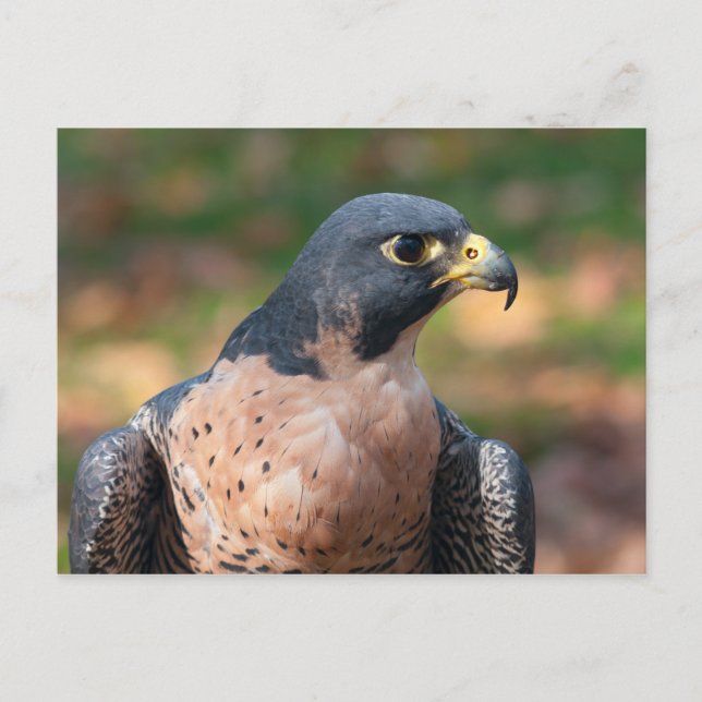 Peregrine Falcon-profil Vykort (Framsida)