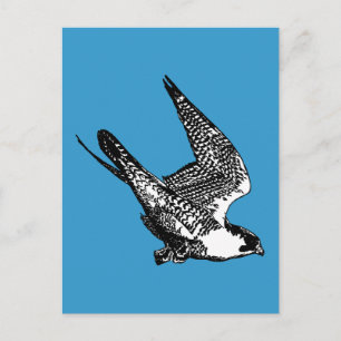 Peregrine Falcon Sketch Vykort
