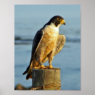 Peregrine Falcon Skriv ut Poster