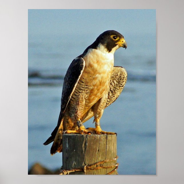 Peregrine Falcon Skriv ut Poster (Framsidan)