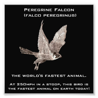 Peregrine Falcon the Fastest Animal Fototryck