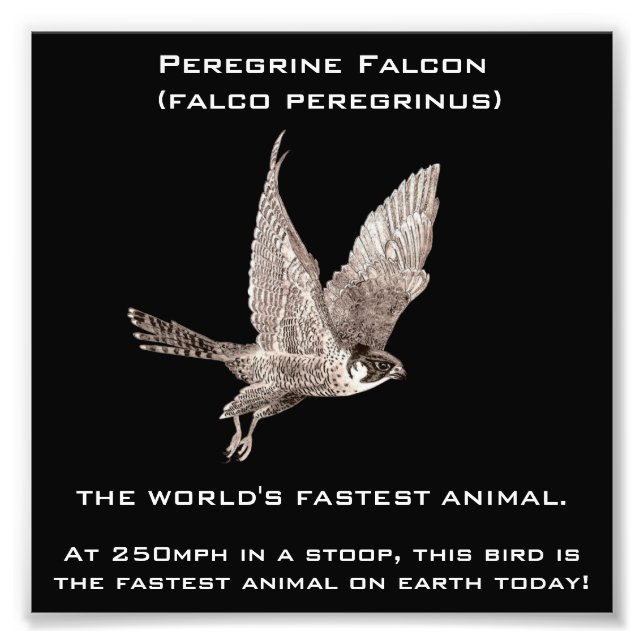 Peregrine Falcon the Fastest Animal Fototryck (Framsidan)