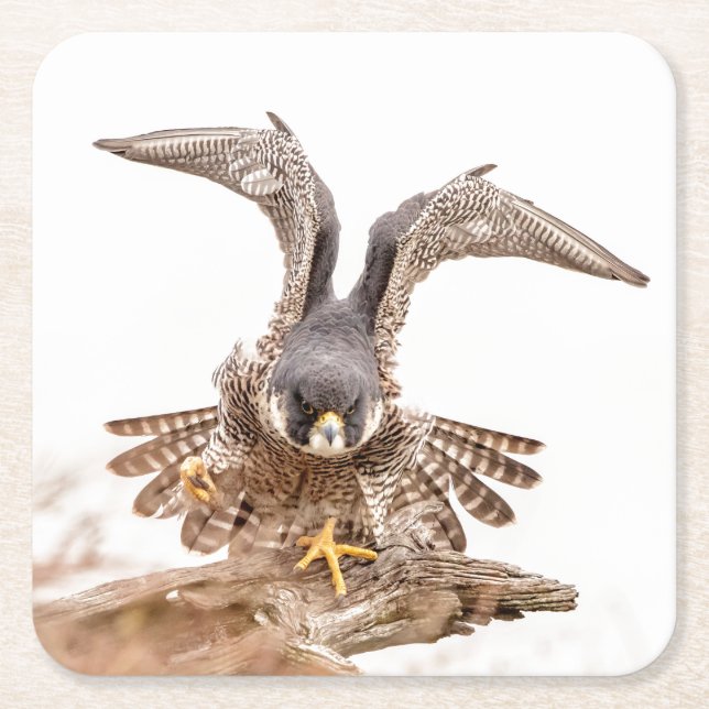 Peregrine Falcon Underlägg Papper Kvadrat (Framsidan)