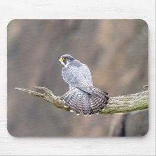 Peregrine Falcon vid Palisades Interstate Park Musmatta