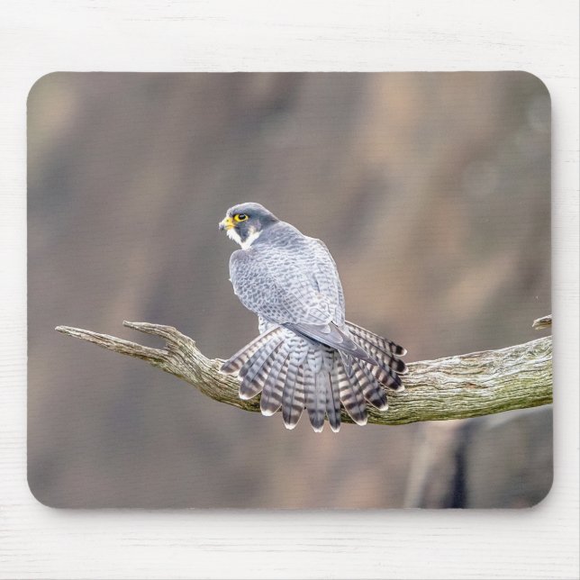 Peregrine Falcon vid Palisades Interstate Park Musmatta (Framsidan)